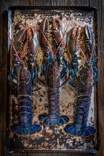 Spotted lobster with bandaged claws sits on stones in an aquarium. High quality photo