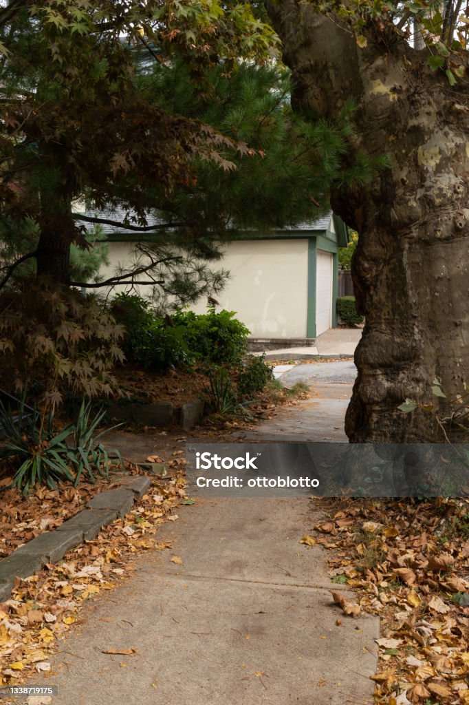 Tekintsen le egy keskeny járdára, amelyet nagy fák és mély árnyékok határolnak - Jogdíjmentes Aszfalt témájú stock fotó Tekintsen le egy keskeny járdára, amelyet nagy fák és mély árnyékok határolnak - Jogdíjmentes Aszfalt témájú stock fotó