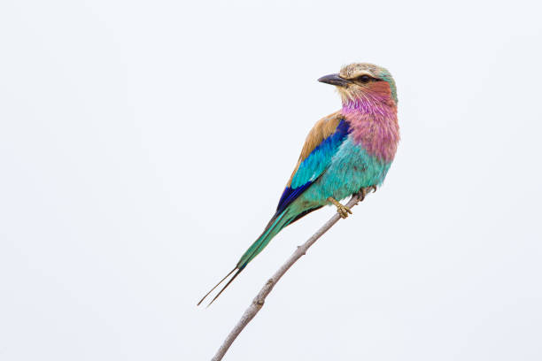 il rullo dal petto lilla si trova su un ramo nel kruger park, in sudafrica - ghiandaia marina pettolilla foto e immagini stock