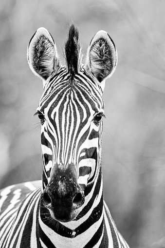 Burchell's Zebra watching looking Around the bush in the Kruger Park, South Africa