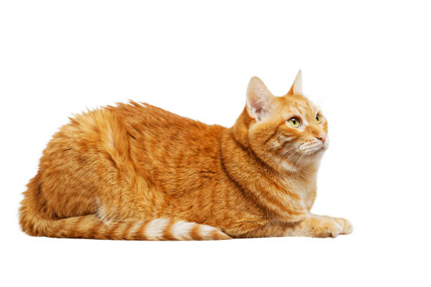 istock Portrait of a lying ginger cat isolated on white background. 1338720307
