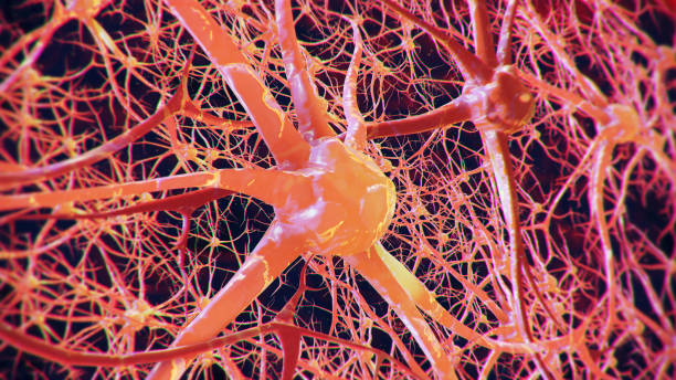 actividad de la red neuronal - mri scan brain alzheimers disease medical scan fotografías e imágenes de stock