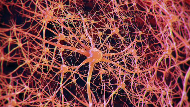 neuron network activity - brain mri scan alzheimers disease medical scan imagens e fotografias de stock
