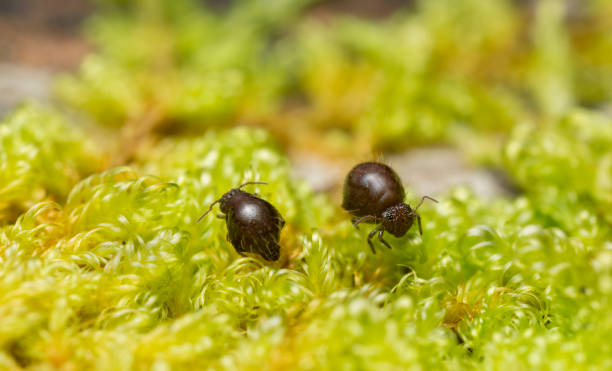 Globular springtails, symphypleona on moss Globular springtails, symphypleona on moss, extreme close-up with high magnification collembola stock pictures, royalty-free photos & images