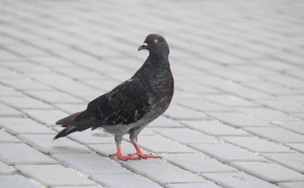 istock A dark stoned pigeon 1338725654