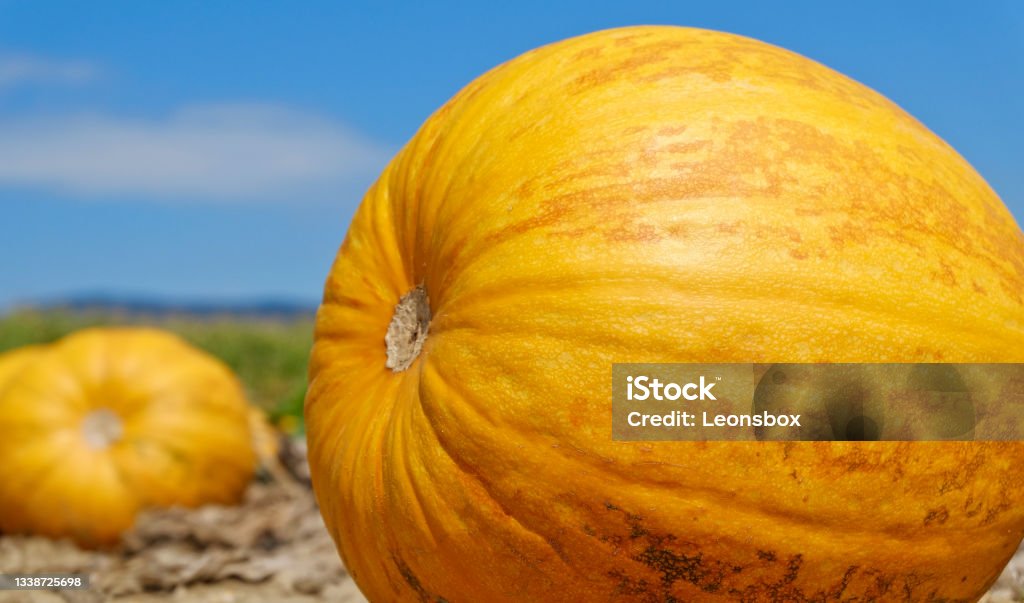 Ripe pumpkins on the field. Ripe pumpkins (cucurbita) on the field. In Austria pumpkins are mainly used to produce cooking oil. Burgenland Stock Photo