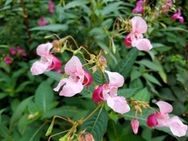 bálsamo del himalaya en flor (impatiens glandulifera) - impaciencia fotografías e imágenes de stock