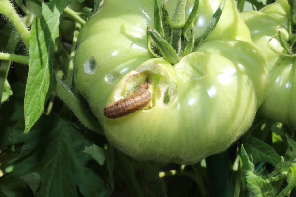 istock unripe tomato with damage done by caterpillars 1338727712