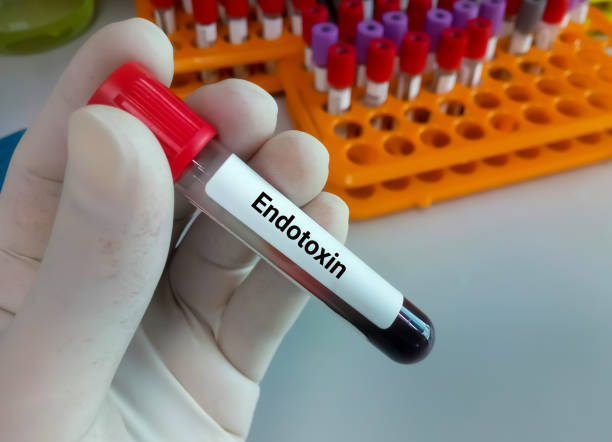 Blood sample for Endotoxin test, Limulus amebocyte lysate stock photo