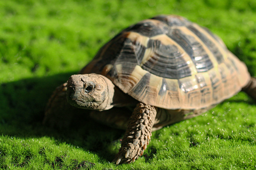 Stock photo showing a captive Hermann's tortoise basking in the sunlight whilst walking outside in sun on garden mossy lawn. Feeding and eating fresh grass as healthy pet tortoises diet guide and caring, tortoiseshell vitamins from summer sunshine.