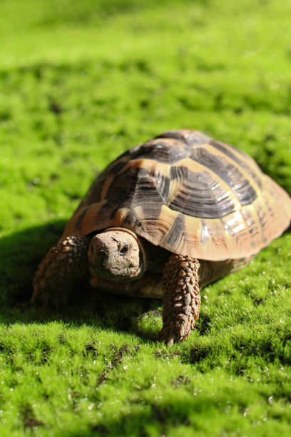 imagen de la tortuga de hermann cautiva (testudo hermanni) caminando al aire libre a través de la ley de musgo bajo el sol, la alimentación saludable de la tortuga, la guía de mascotas y el concepto de cuidado - turtle grass fotografías e imágenes de stock