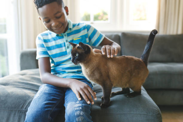 Happy african american boy sitting on couch and petting his cat in sunny living room stock photo