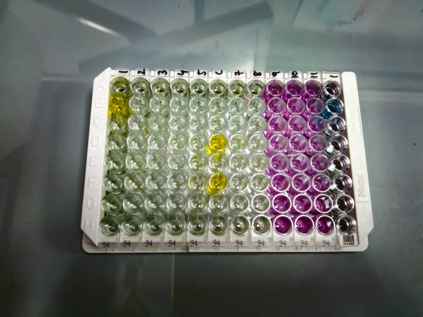 istock Enzyme-linked immunosorbent assay (ELISA) plate Anti-  HCV test. 1338729484
