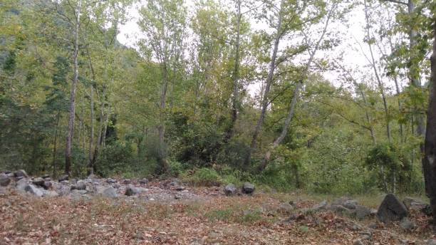 istock landscapes from green natural forest 1338729861