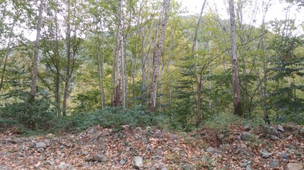 istock landscapes from green natural forest 1338729893