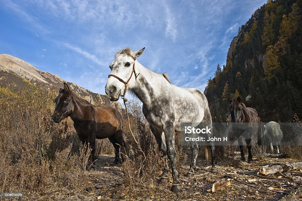 Quatre Espeletia dans les montagnes - Photo de Animaux au travail libre de droits