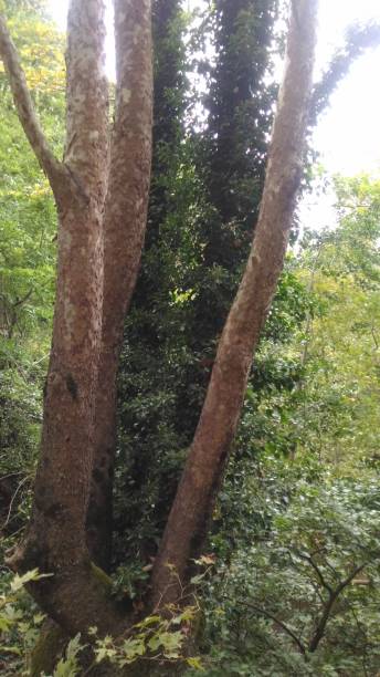 istock landscapes from green natural forest 1338730877