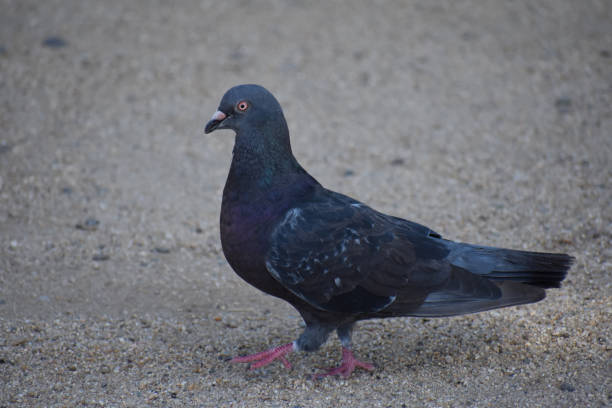 istock Pigeon walking in sand 1338731166
