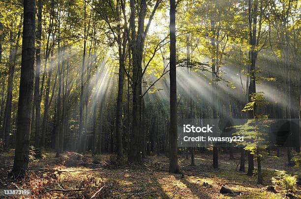 Magic Forest Stock Photo - Download Image Now - Autumn, Beech Tree, Branch - Plant Part