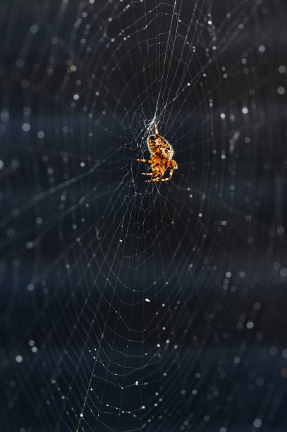 istock Garden cross spider in its web, illuminated by the sun. 1338732087