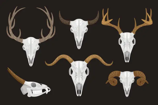 Vector illustration of Set Of Horned Skulls Of Different Animals
