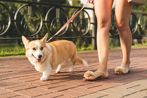 Woman girl walking her welsh corgi dog pet on the street on a leash outdoors. Caucasian teenager spending time with her pet, taking care of a dog outdoors.