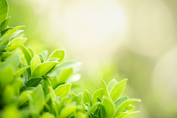 istock Beautiful nature view green leaf on blurred greenery background under sunlight with bokeh and copy space using as background natural plants landscape, ecology wallpaper concept. 1338732565