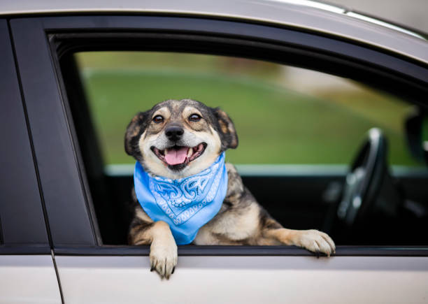 istock dog without breed stuck his muzzle and paws out of the car windows while traveling 1338733845