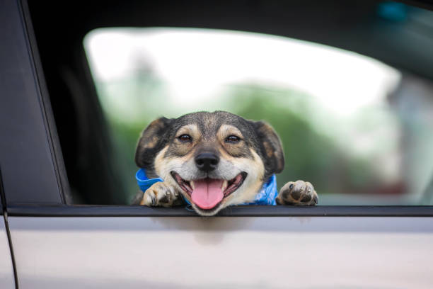 istock dog without breed stuck his muzzle and paws out of the car windows while traveling 1338733847