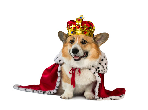 perro corgi con la túnica roja del rey y la preciosa corona imperial dorada sobre un fondo blanco aislado photo