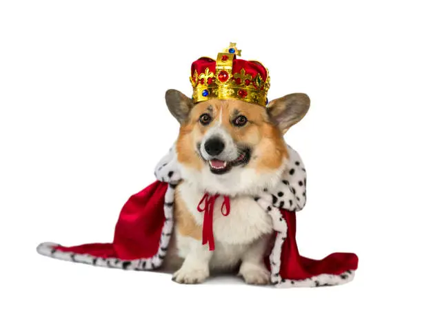 portrait of a corgi dog in the red robe of the king and the precious golden imperial crown on a white isolated background