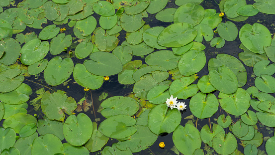 Two white water lilies or Nymphaea in the pond on the background of leaves. The nymphaea and the leaves of the water lily are covered with water drops.