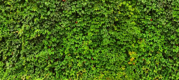 istock Texture of grass or green hedge juniper bush. Background eco panel ivy 1338733988