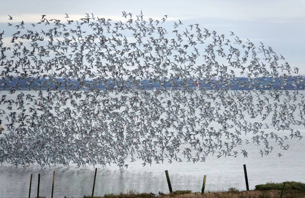 istock A large flock of knot wading birds in flight low over a river. 1338734106