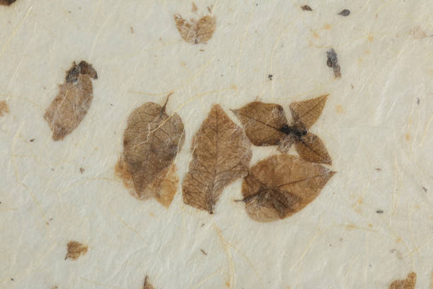 istock Natural dry leaves paper texture. handmade paper 1338734975