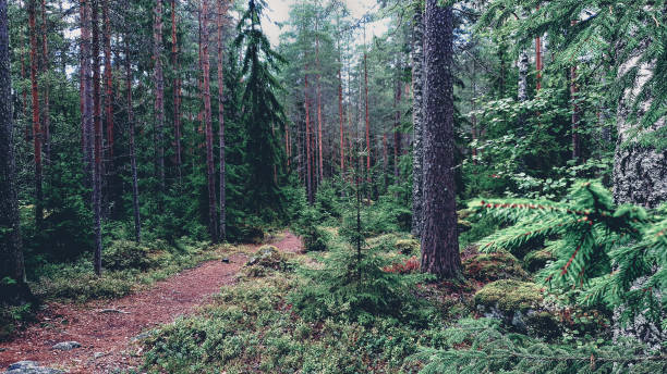 istock Beautiful Finnish forest 1338735033