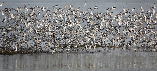 A flock of wading birds take to the air as the tide rises on a river in Essex, UK.