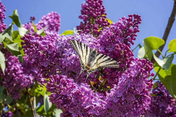 Beautiful butterfly on purple buddleia stock photo