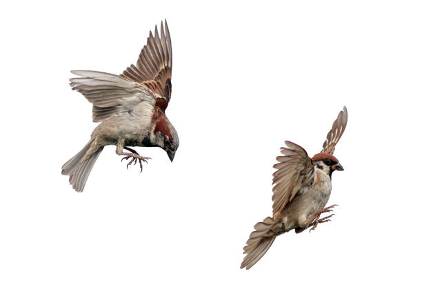 istock bird sparrows fly with their wings spread on a white isolated background 1338736334