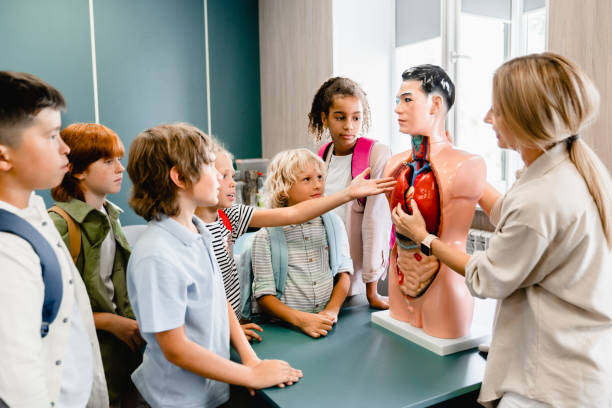 Teacher explaining showing internal organs at the educational dummy manikin at the biology lesson class. Anatomy lesson at school