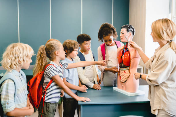 istock Anatomy lesson at schoolTeacher explaining showing internal organs at the educational dummy manikin at the biology lesson class. 1338736572
