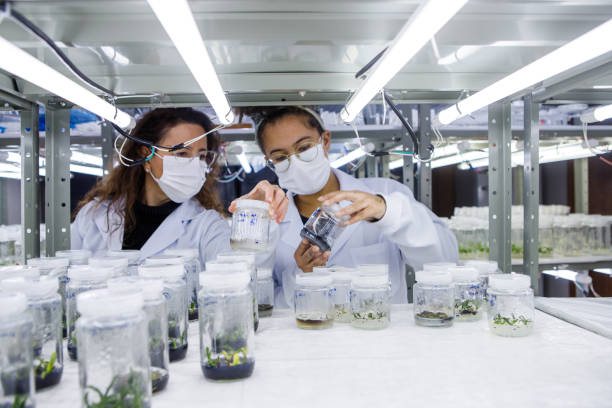 istock Student and teacher analyzing  plant growth chamber 1338737343