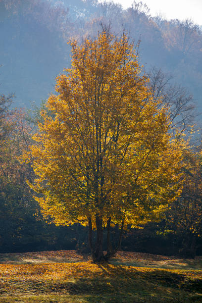istock tree in golden fall foliage on the meadow 1338737898