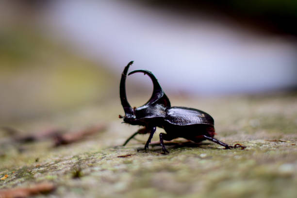 Rhinoceros beetles (Dynastinae) Dynastinae or rhinoceros beetles are a subfamily of the beetle family. Other common names - some for specific groups of rhinoceros beetles - include Hercules beetles, unicorn beetles or horn beetles. hercules beetle stock pictures, royalty-free photos & images