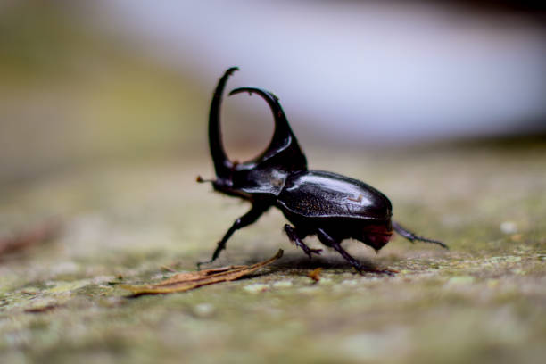 istock Rhinoceros beetles (Dynastinae) 1338738153