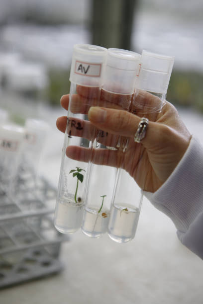 istock Laboratory plant tissue culture.  Plant micropropagation laboratory. 1338738338