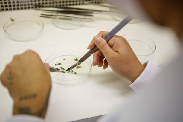 istock Student replicating plant culture in laminar flow 1338739075