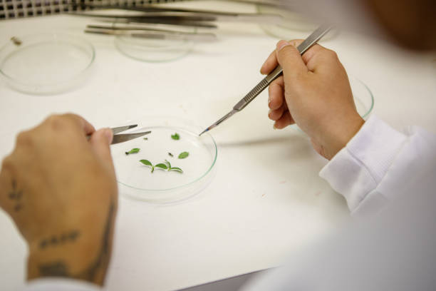 istock Student replicating plant culture in laminar flow 1338739077