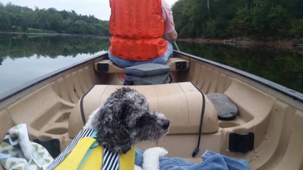 istock Adventure Dog in a Canoe 1338739293