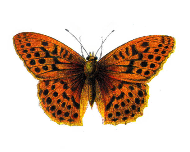 ilustraciones, imágenes clip art, dibujos animados e iconos de stock de argynnis paphia, fritillary lavado en plata, mariposa, insectos, ilustración de vida silvestre - argynnis